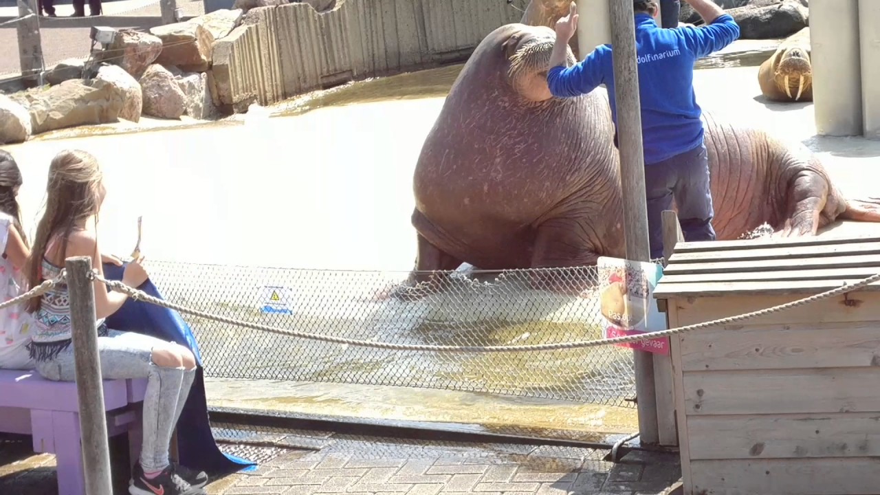 Walrussen @ Dolfinarium Harderwijk