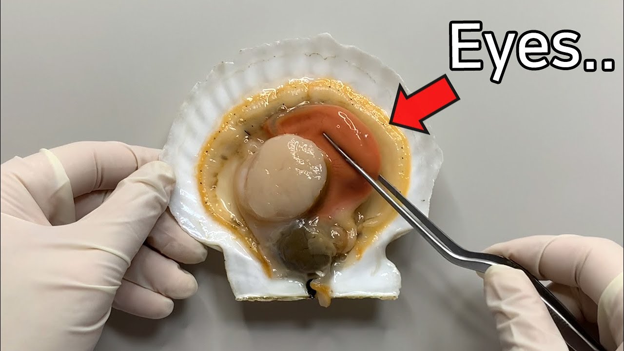 Scallop has 200 eyes ! - Scallop Dissection