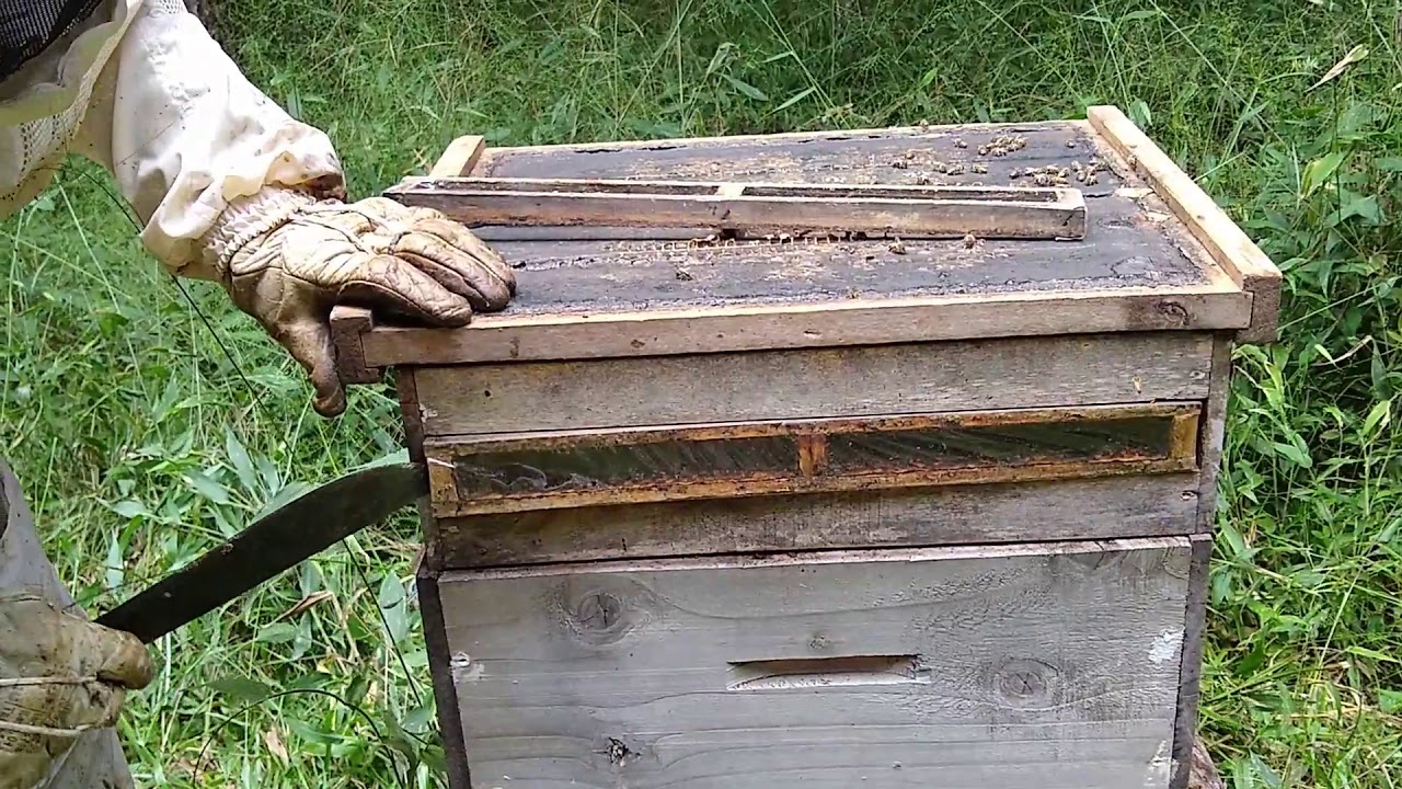 MANEJO E COLETA DE PRÓPOLIS...