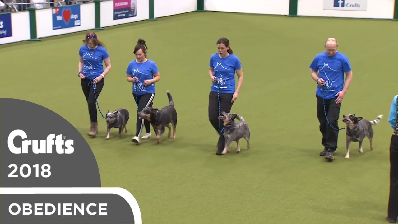 Obreedience - The Blue Heelers | Crufts 2018