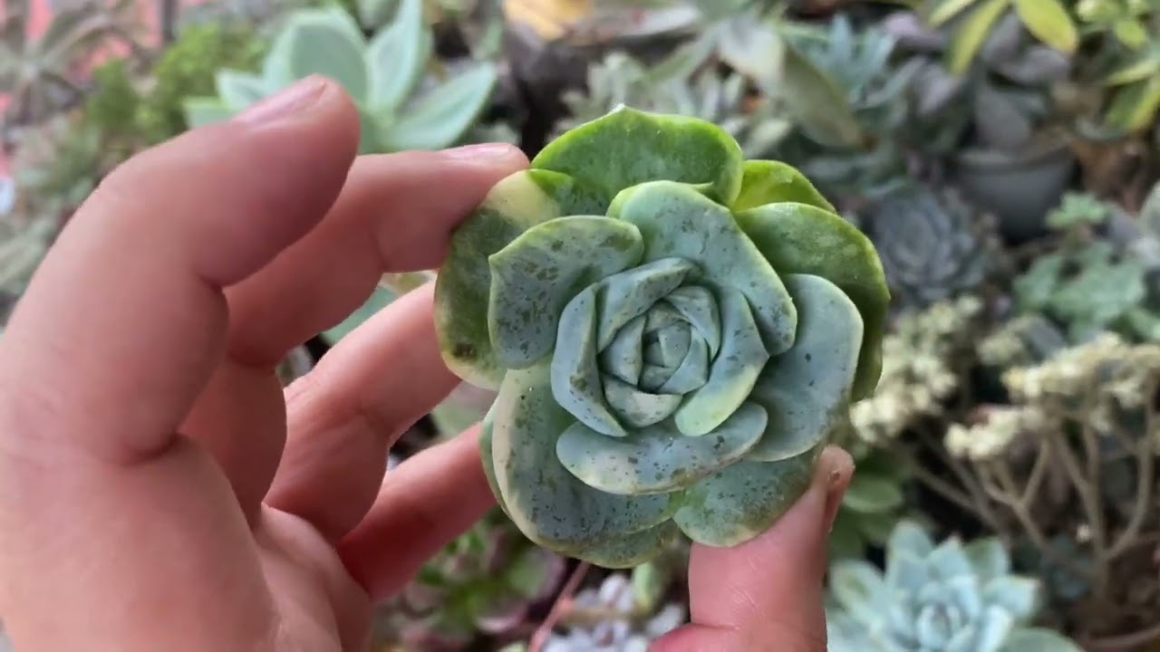 Hello Beautiful💖 Succulent Update 💖🌸