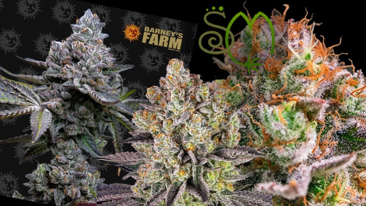 Seed Masters