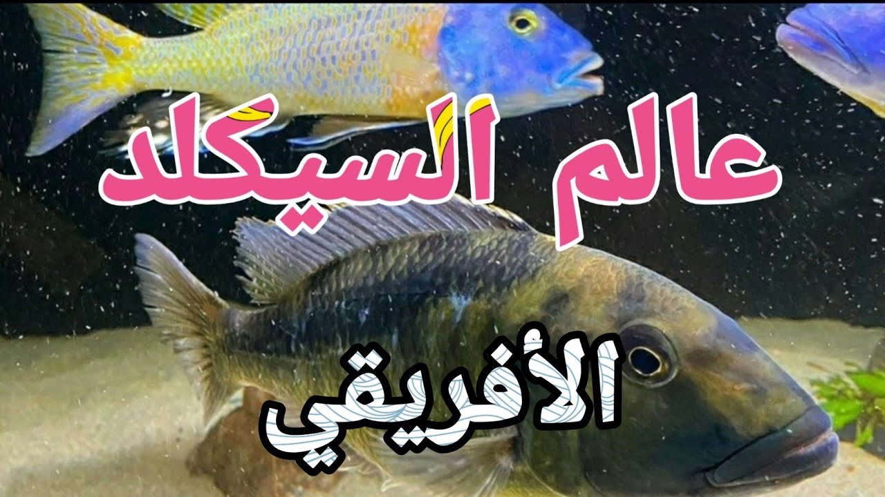 الحلقة(2): الموقع الجغرافي لأسماك السيكلد الأفريقي/أنواع أسماك السيكلد الأفريقي