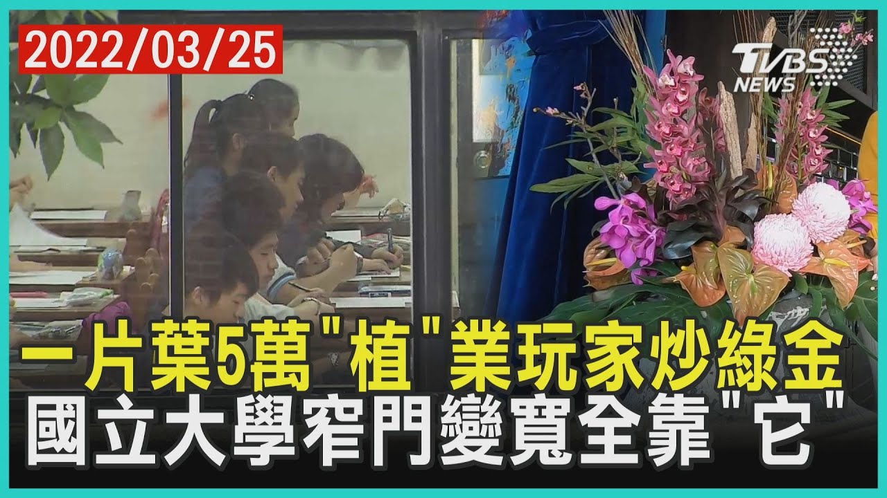 一片葉5萬「植」業玩家炒綠金　國立大學窄門變寬全靠「它」 | 十點不一樣 20220325