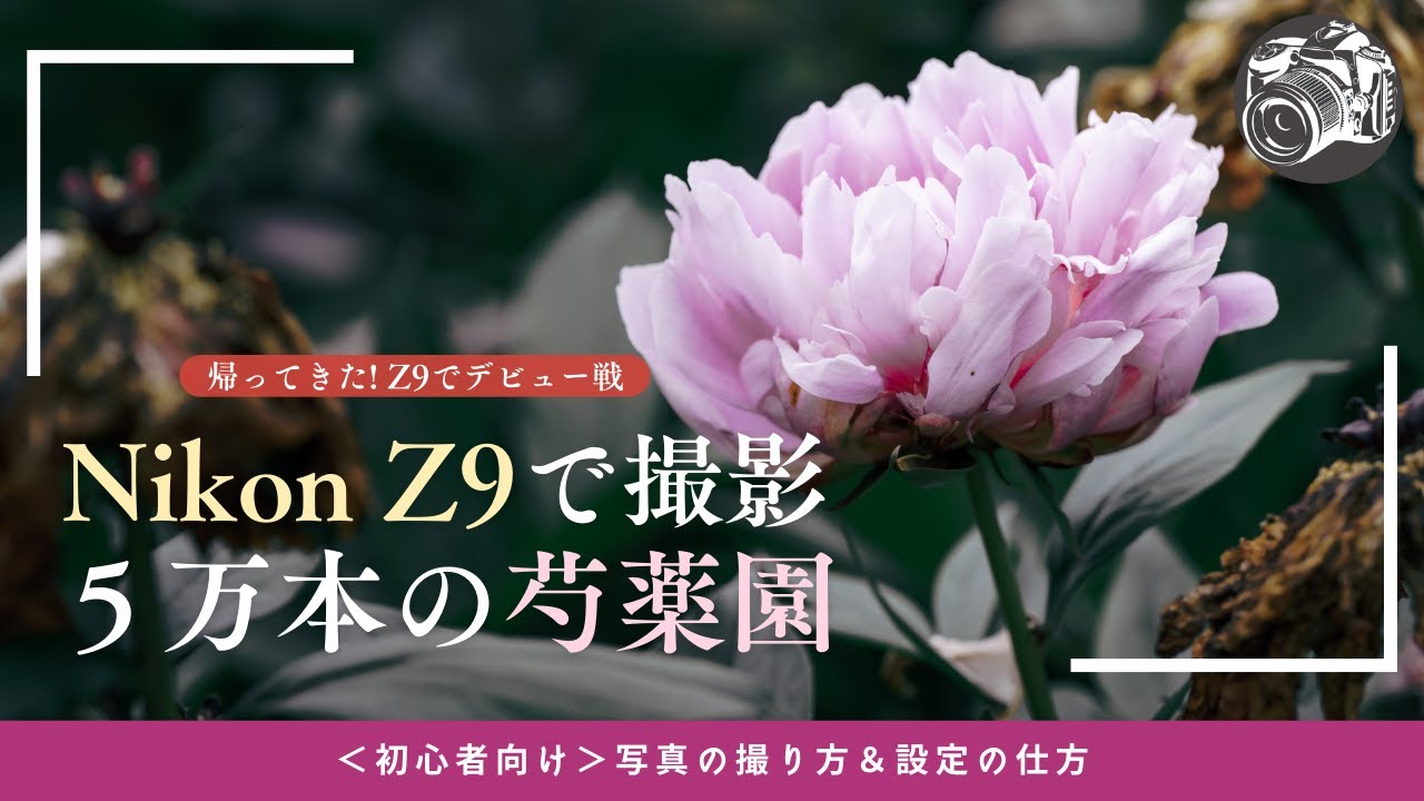 #55 【芍薬の撮り方5選】望遠レンズで花畑を美しく撮影！カメラ初心者でも真似できる構図と設定テクニック｜写真の極意を解説