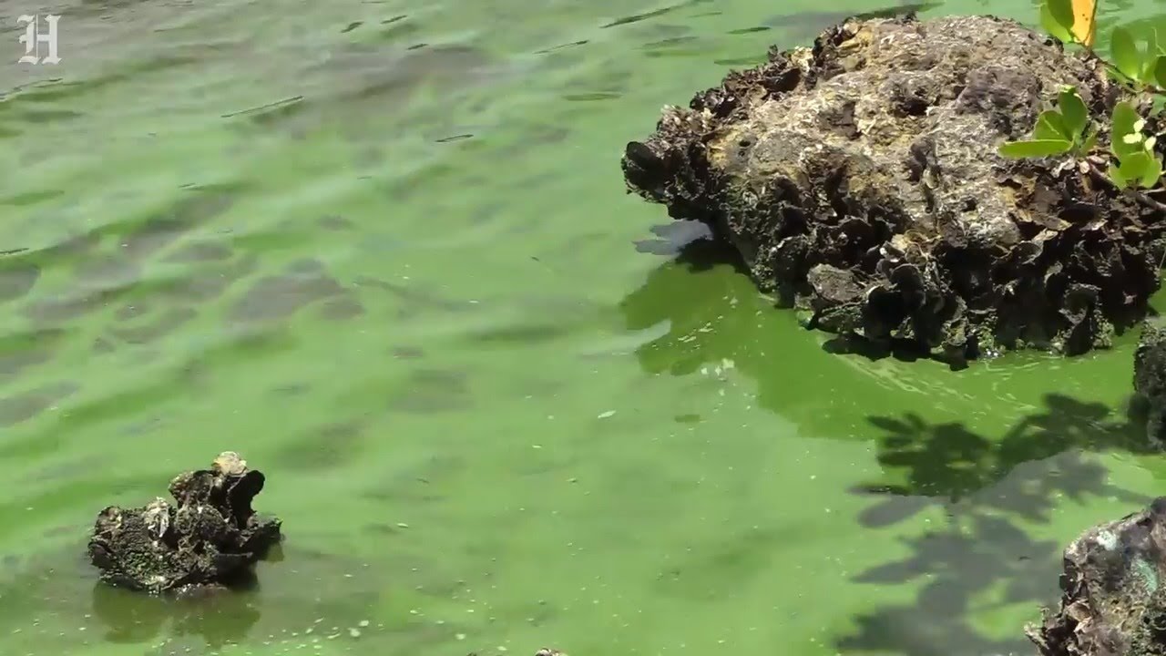 Toxic algae bloom threatens the east coast of Florida