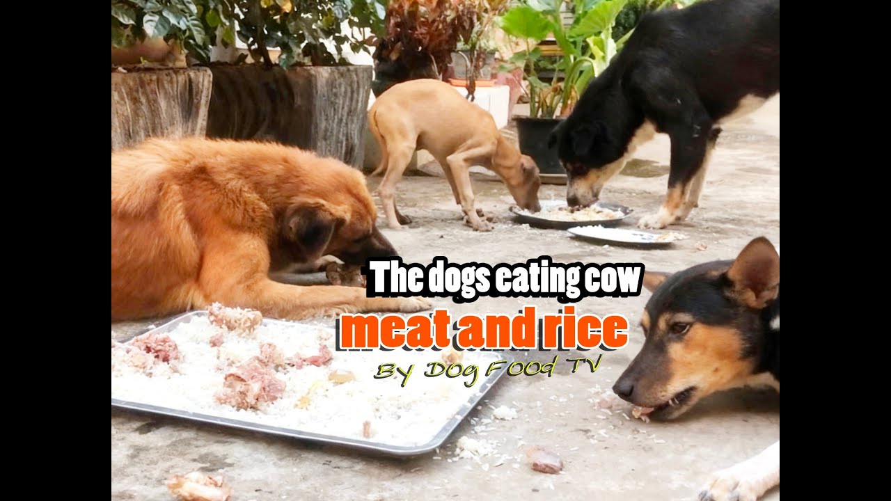 Собаки едят говядину с рисом, эпизод 627, Dog Food TV.