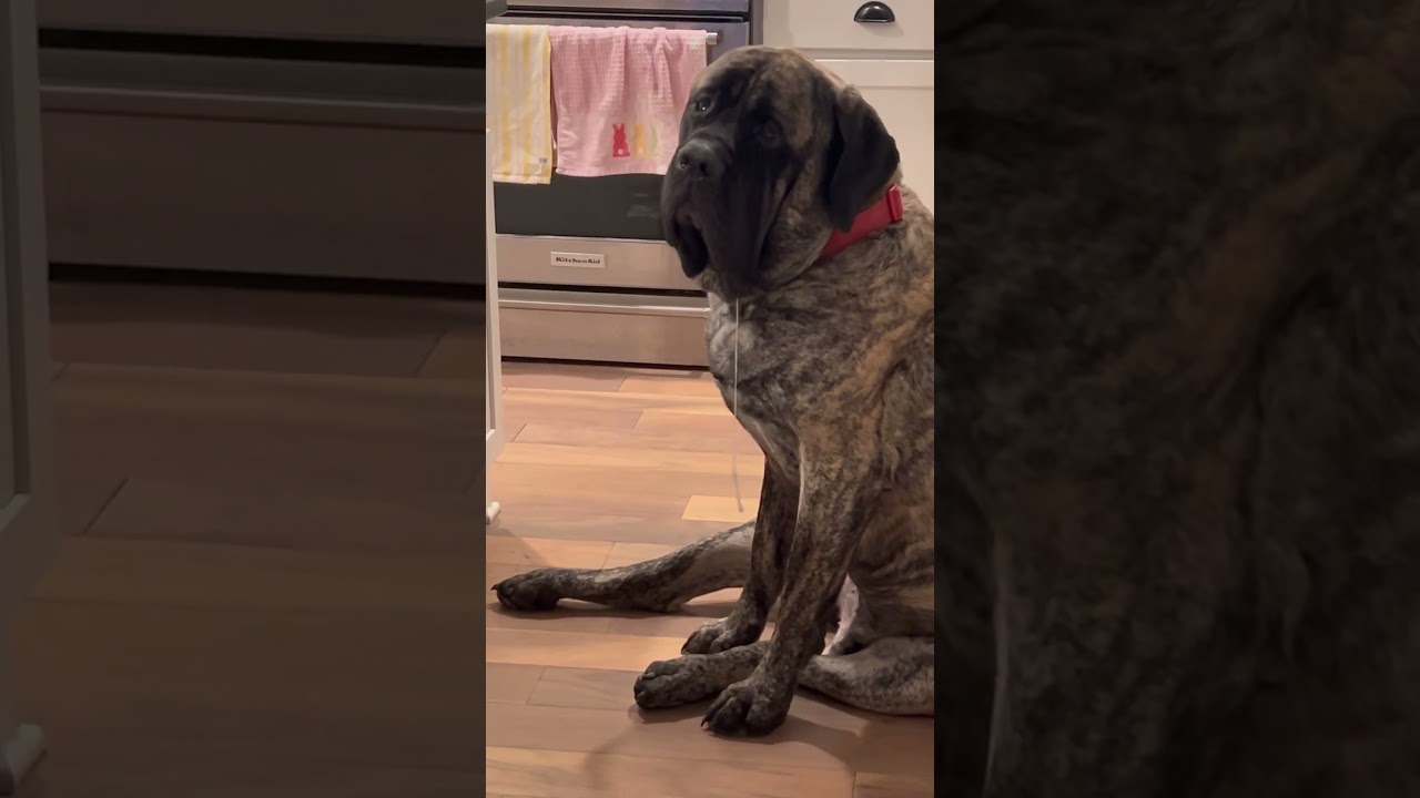 Медведь обожает пиццу 😍🐾 