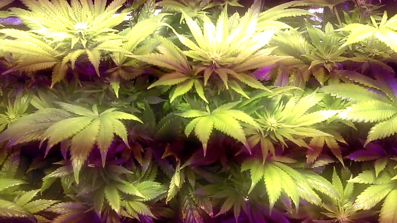 King plus Led week2 day2