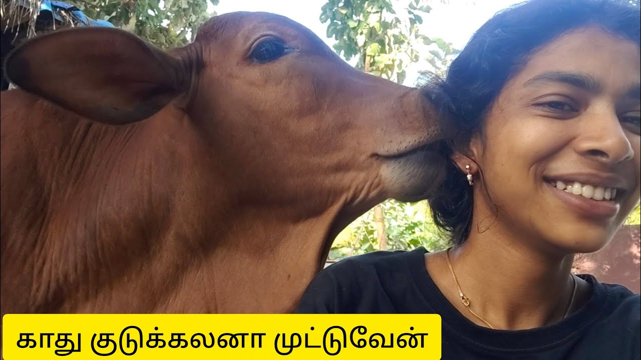 Понгал не нужен, нужны только уши 😂 ||Thendralkannukutty||
