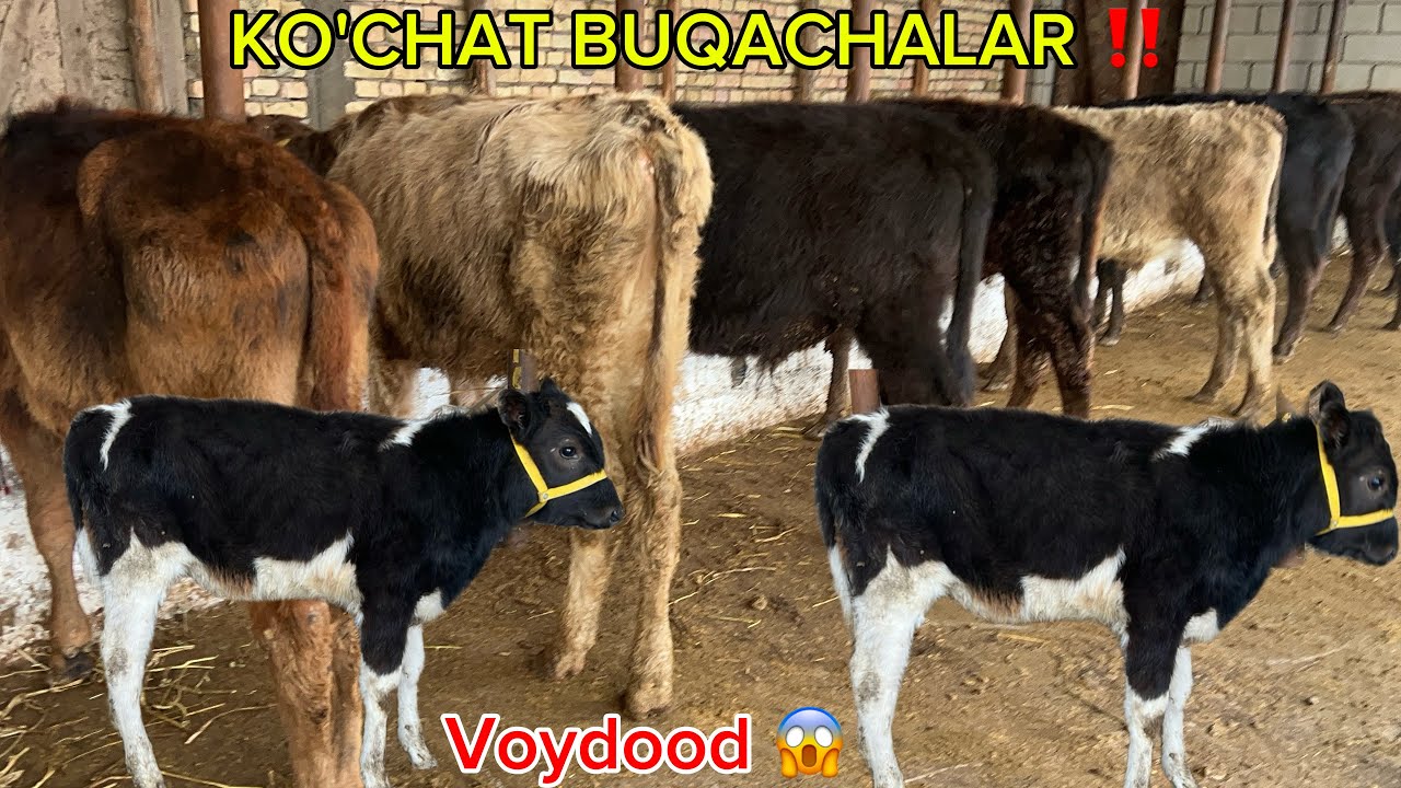 MANA SIZ IZLAGAN 🥇 - SIFATLI BUQACHALAR 💥 || BUNAQASI KAM ✅