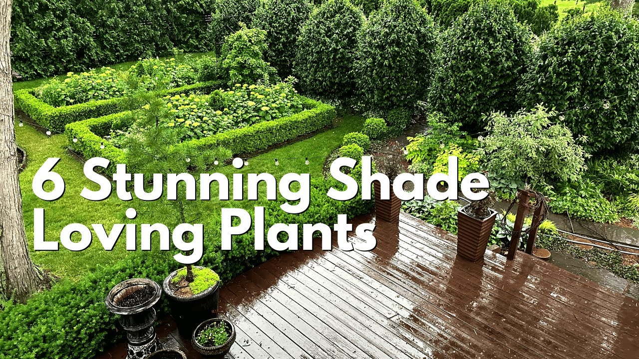 6 Stunning Shade-Loving Perennials and 1 I Regret Buying