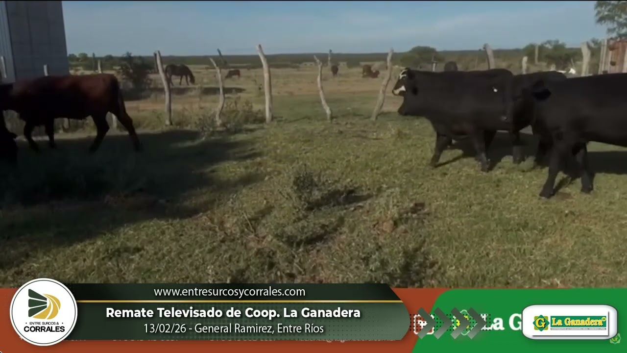 13-02-26 - Remate Televisado de la Cooperativa La Ganadera - General Ramirez, Entre Ríos