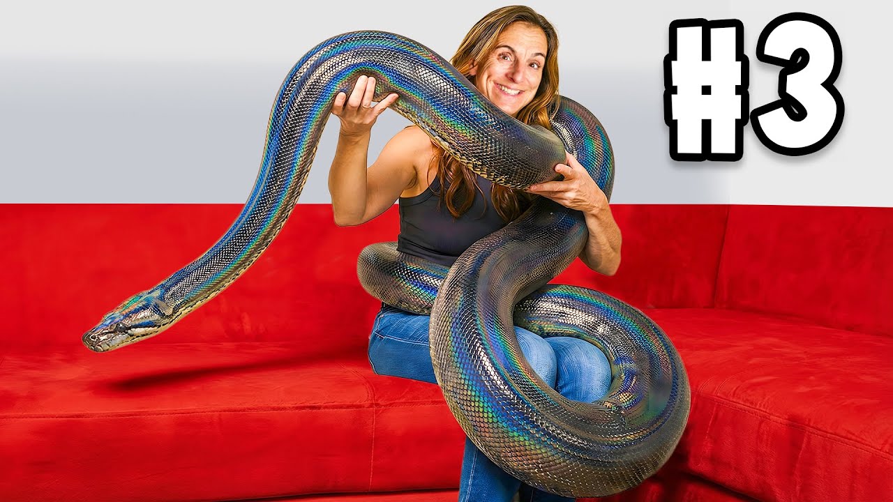 10 Most Beautiful Snakes on Earth!