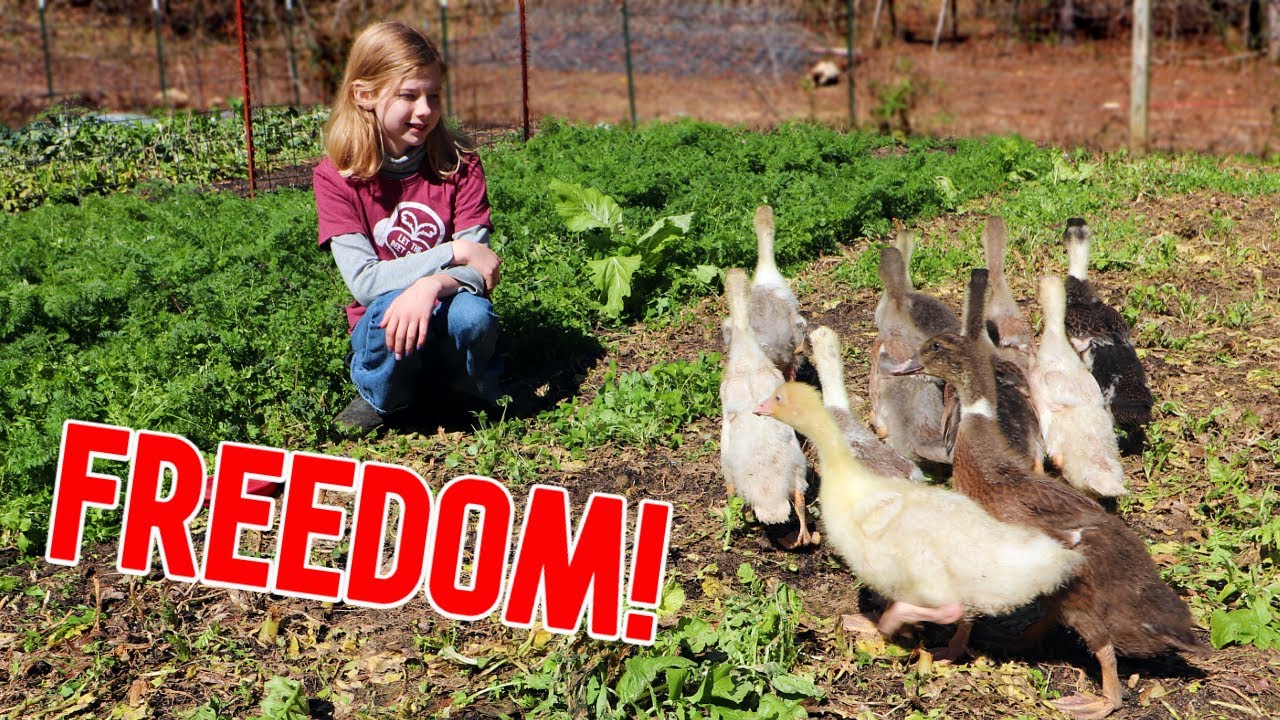 How Did They React to Freedom?!?! (Goslings & Ducklings)