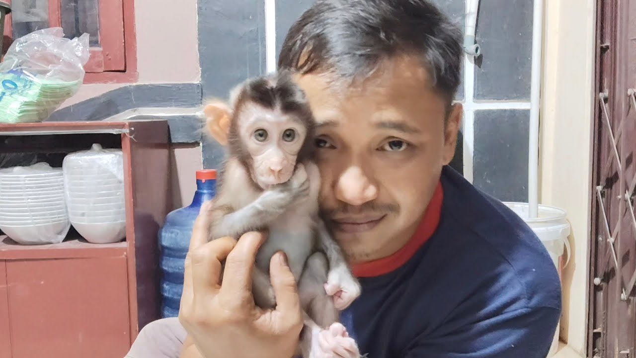 Baby monkey Boni before bed