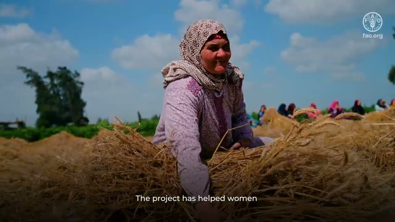 Water Productivity Enhancement: Kafr El-Sheikh Farmer Field School
