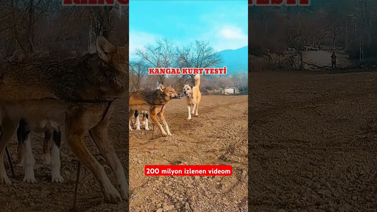 1 KANGAL KURT TESTİ ( WOLF MODEL TEST ) #dog #k&ouml;pek #wildboar #wolf