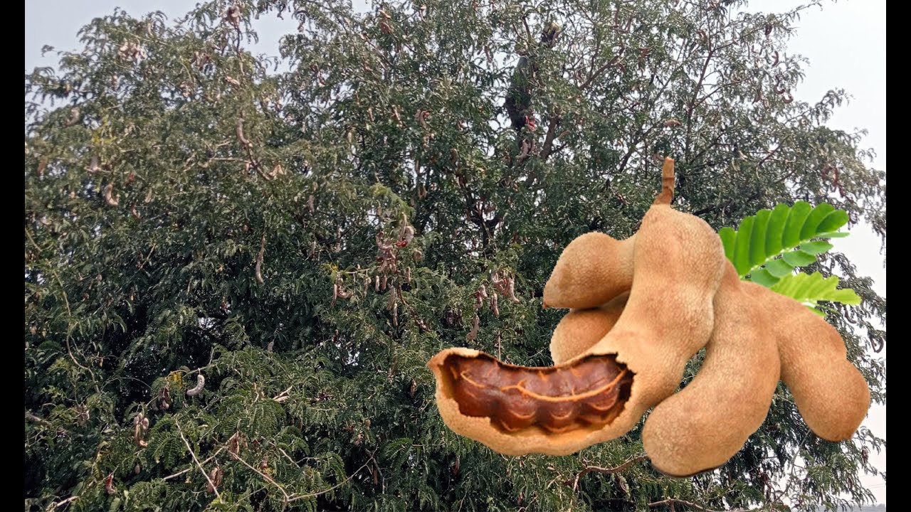 My Farm - Tamarind Harvest ( 08 - 03 - 2022 | 11 - 03 - 2022 ) Contact @ 9880188153