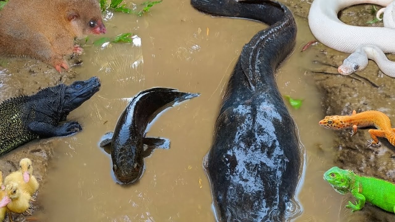 Scary Discovery! Big Catfish Living With Crocodiles and Snakes