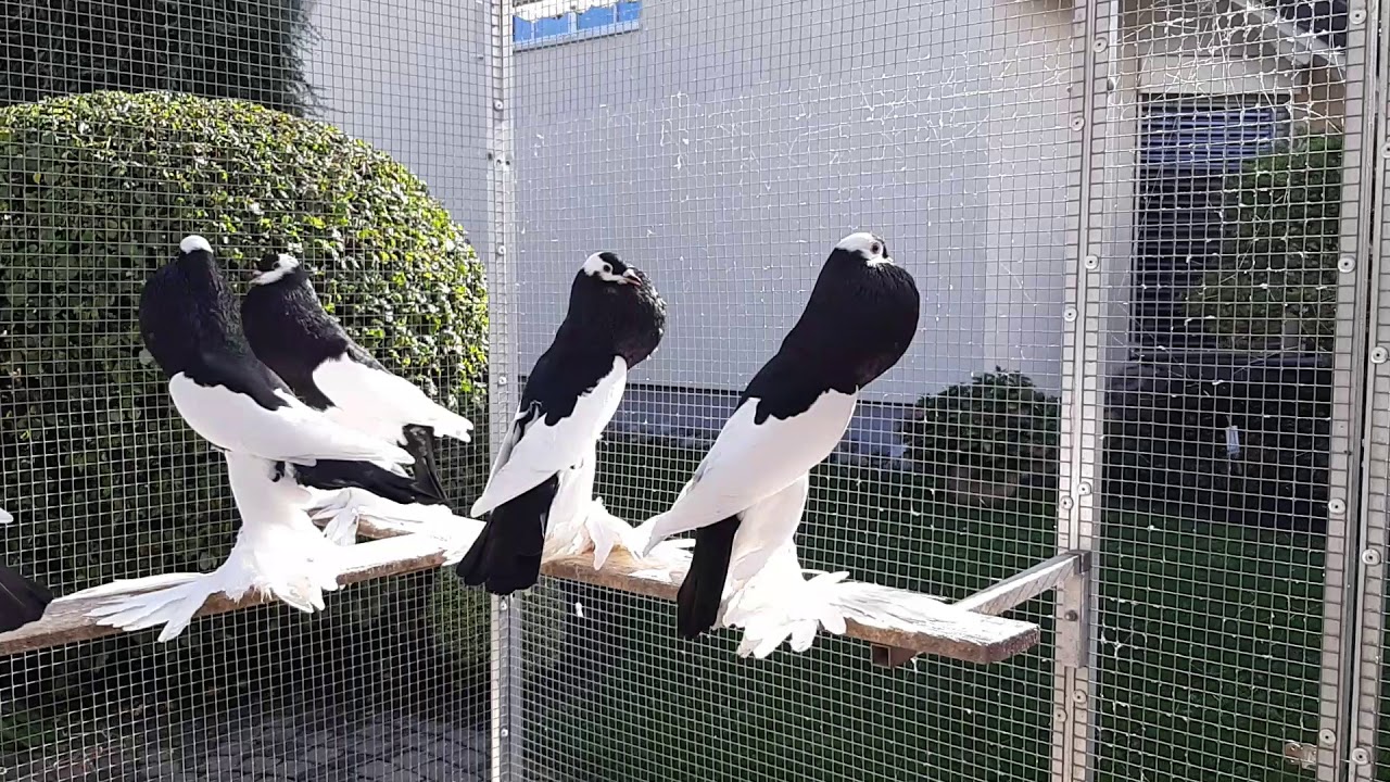 A collection of black Reversewing Pouters from Reversewing Pouter Loft Müllerleile (2019)