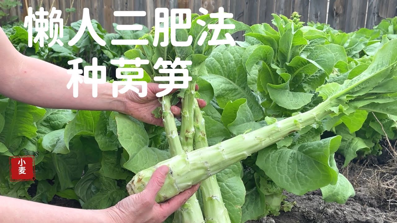 【种莴笋】独创懒人三肥法，种出粗壮水灵的莴笋。适合一切蔬菜种植。新手都能轻松让菜园高产。