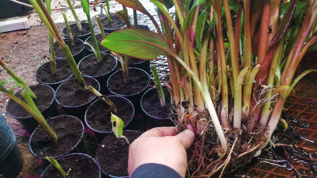 469#. Ensete ventricosum Maurelli - rozmnażanie. 28.02.21