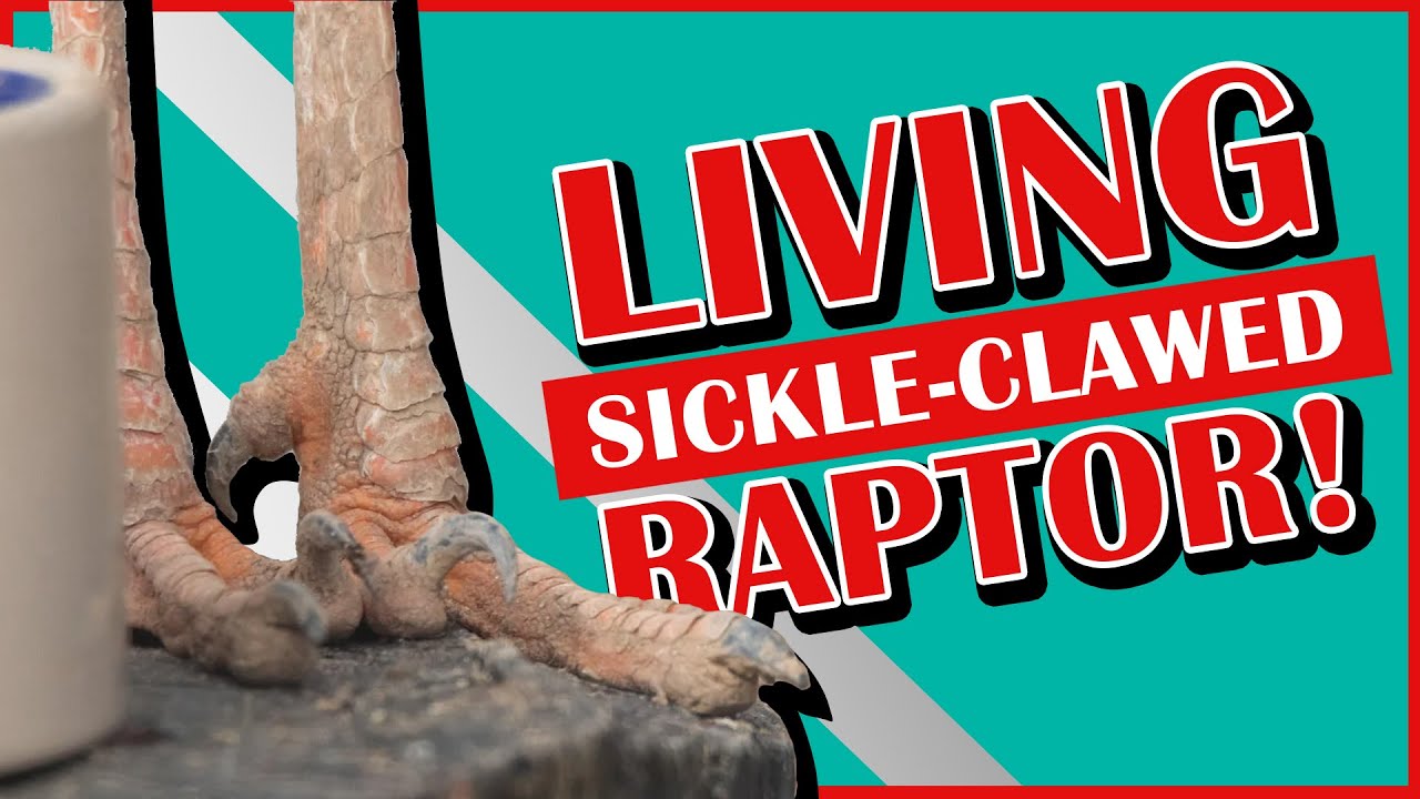The Bird with a Raptor Toe Claw