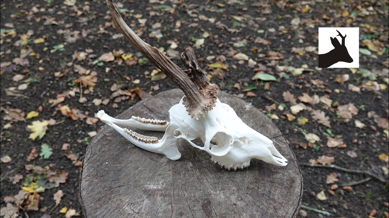 Pressure washer method - deer head trophy preparation