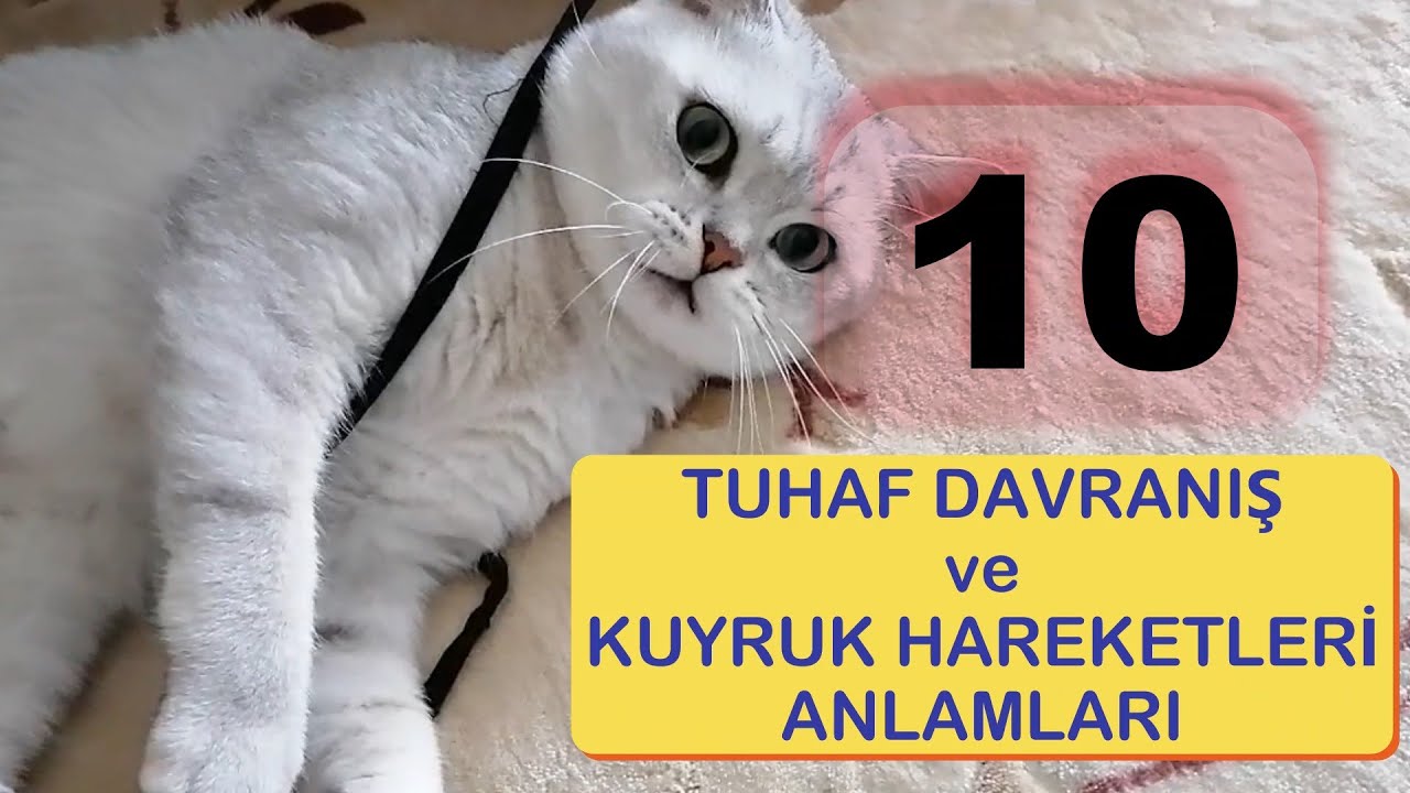 Kedilerin Tuhaf Davranışları ve Kuyruk Hareketlerinin Anlamları