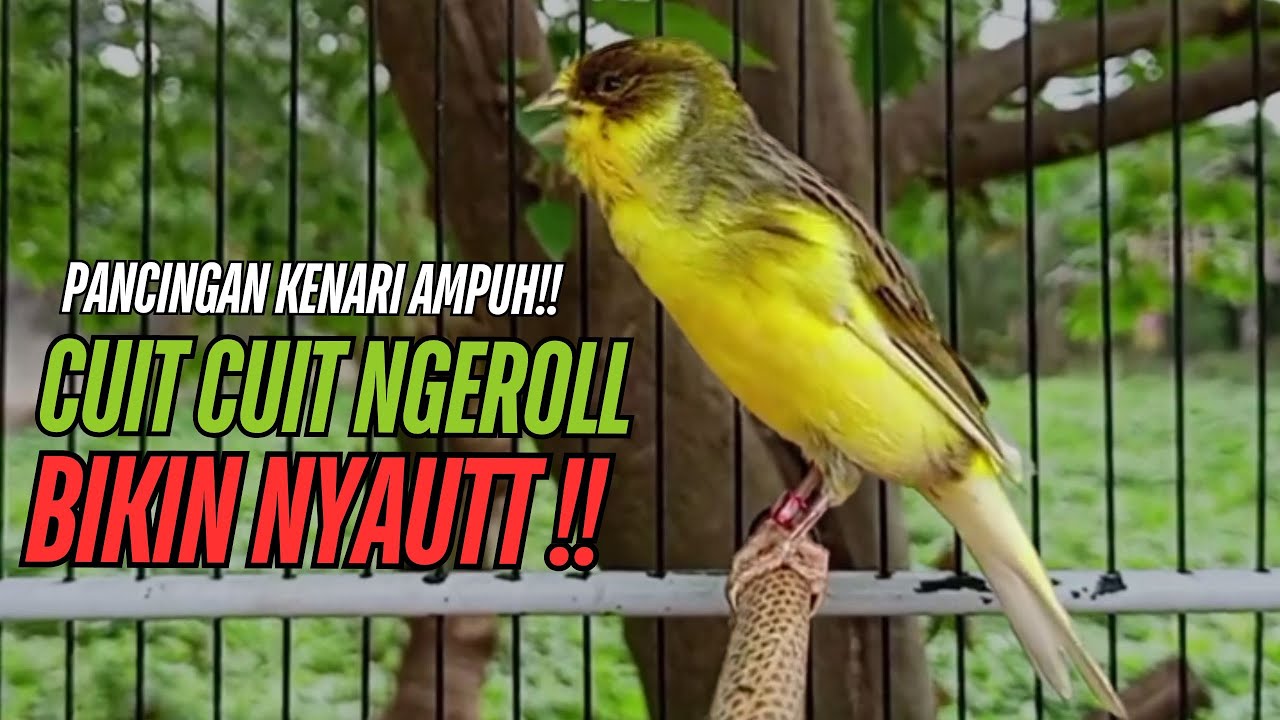 SUARA Kenari GACOR PANJANG Pancingan & masteran Kenari Paud AGAR gacor AMPUH Kenari MACET bunyii