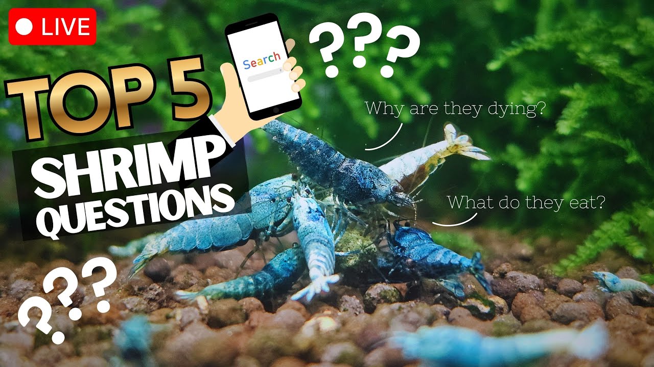 Top 5 Freshwater Dwarf Shrimp Questions