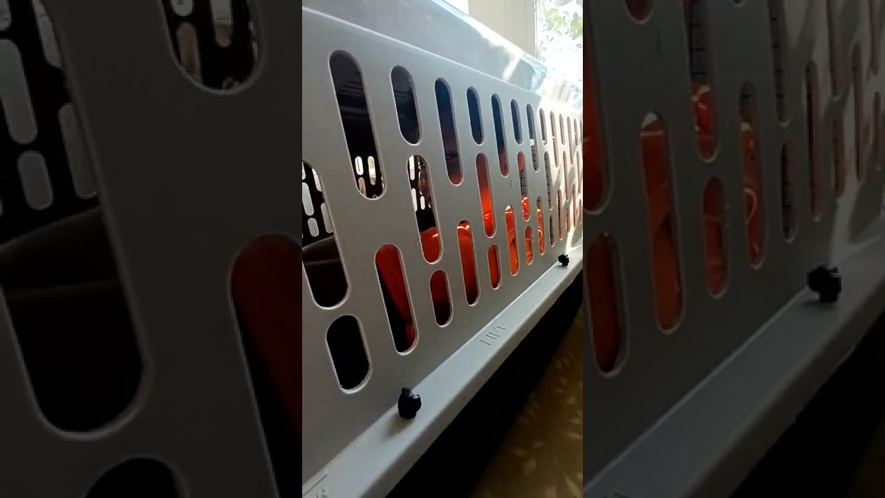 trapped in dog cage