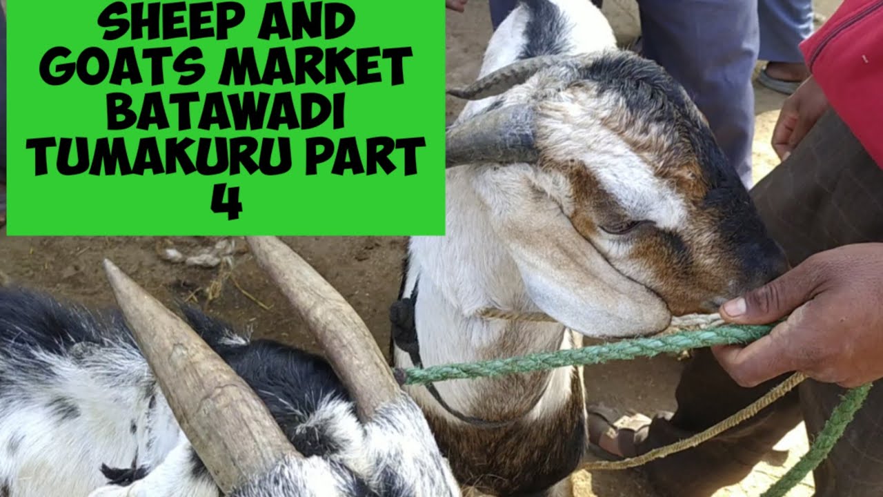 @AGRIANIMALS the sheep and goats market at batawadi Tuesday tumakuru part 4