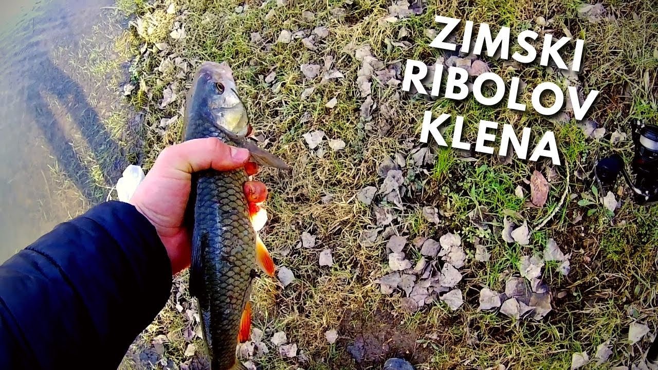 Zimski ribolov klena na varalicu - Chub Fishing in Winter on Lures #chubfishing