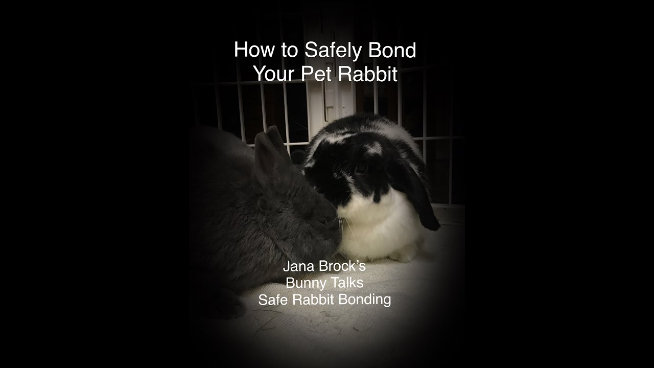 How To Safely Bond Your Pet Rabbit