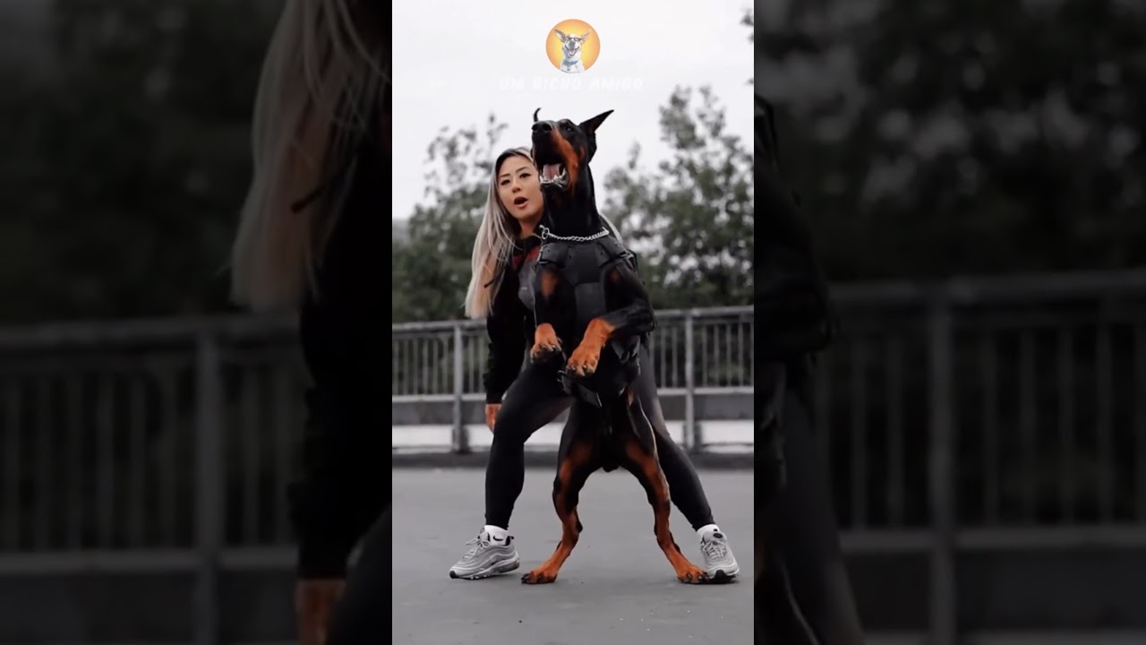 Doberman VS Rottweiler, quem venceria?