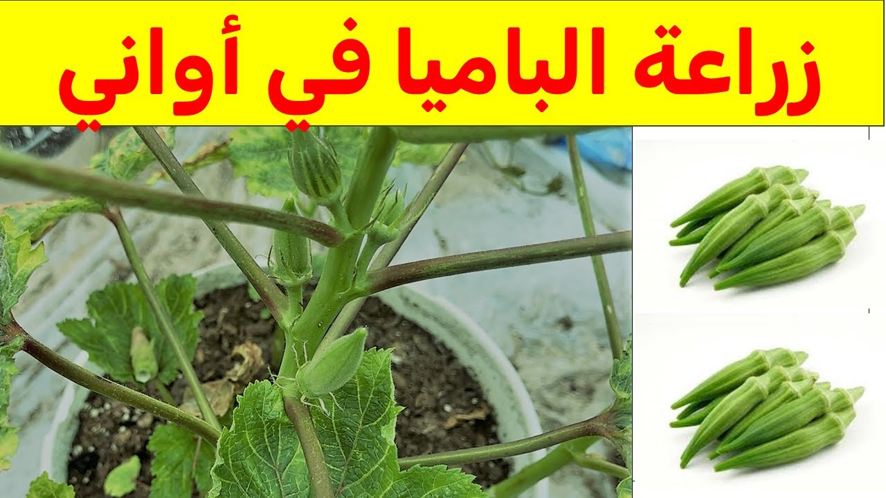 هكذا تزرع الباميا في اصيص (دليل شامل خطوه بخطوه): متطلبات العناية والسقي