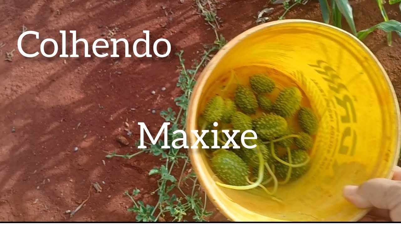 Passamos o dia na roça colhi maxixe e pepino 