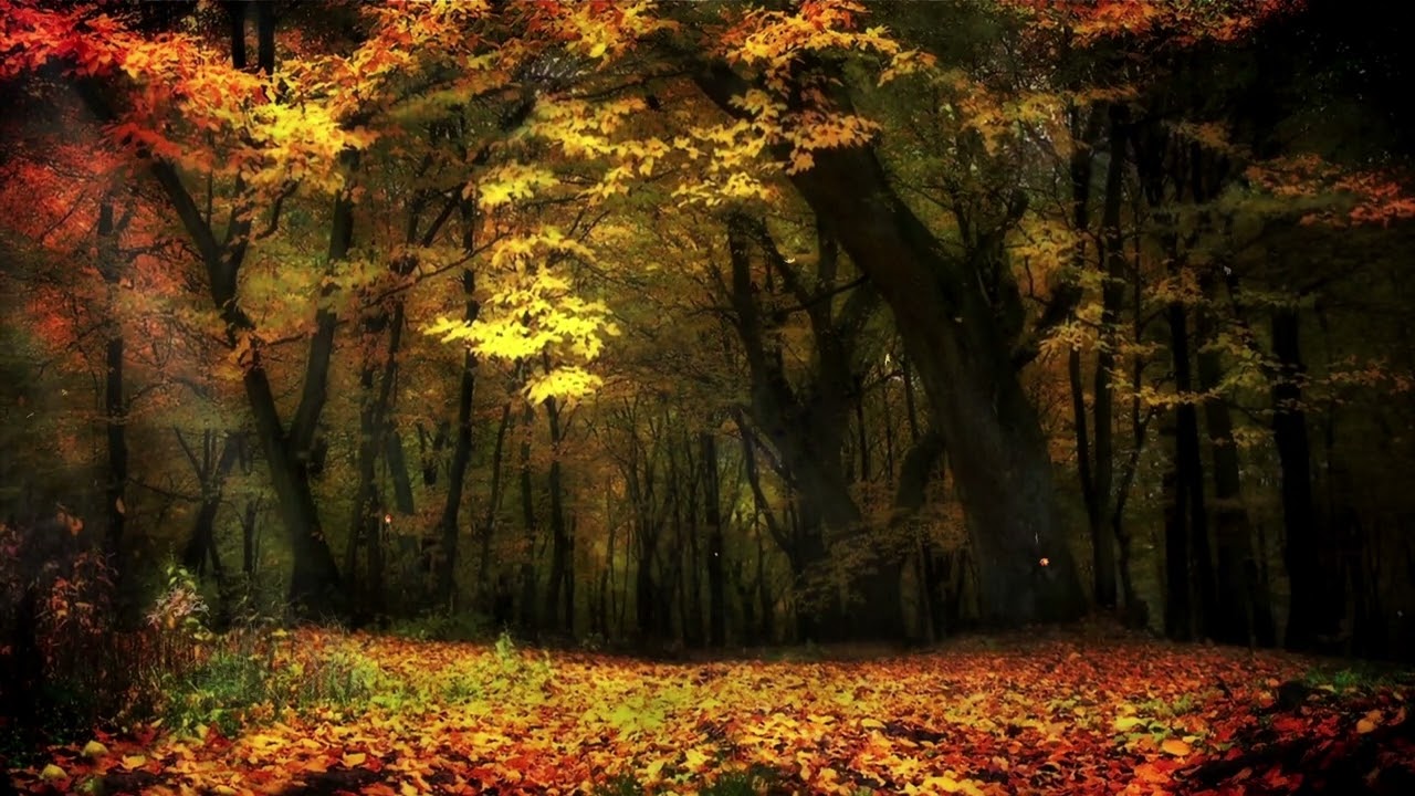 Real Thrill | Beautiful Violin Music | Autumn Forest with 3D Nature Sounds