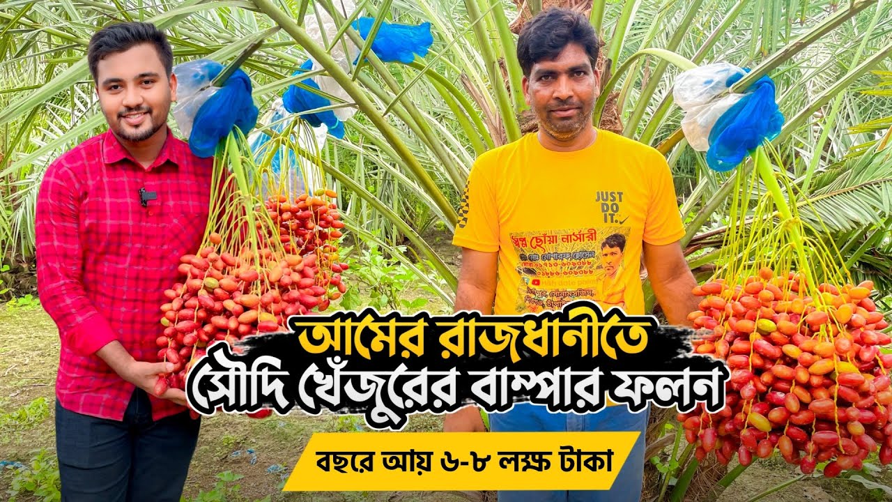 ইউটিউব দেখে সৌদি খেজুর চাষে বাজিমাত | সৌদি খেঁজুর চাষে সফলতা | সৌদি খেঁজুর চাষ | সৌদি খেজুরের চারা