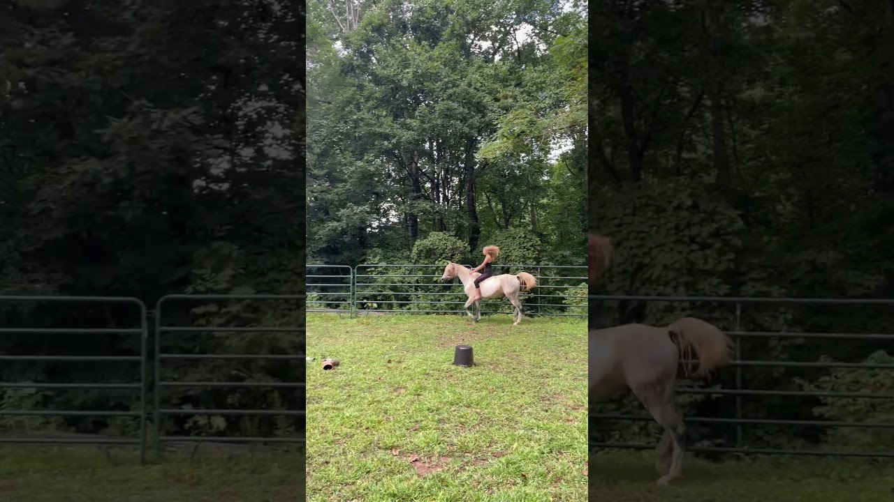 I made a neck rein with hay string! #tackless #arabian