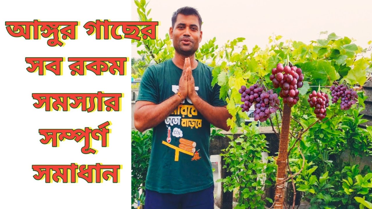 আঙ্গুর গাছের পরিচর্যা // How to grow and care grapes plant .