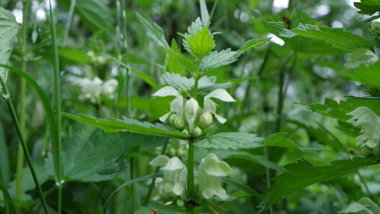 Les Petites Herbes-le Lamier blanc -  Lamium album