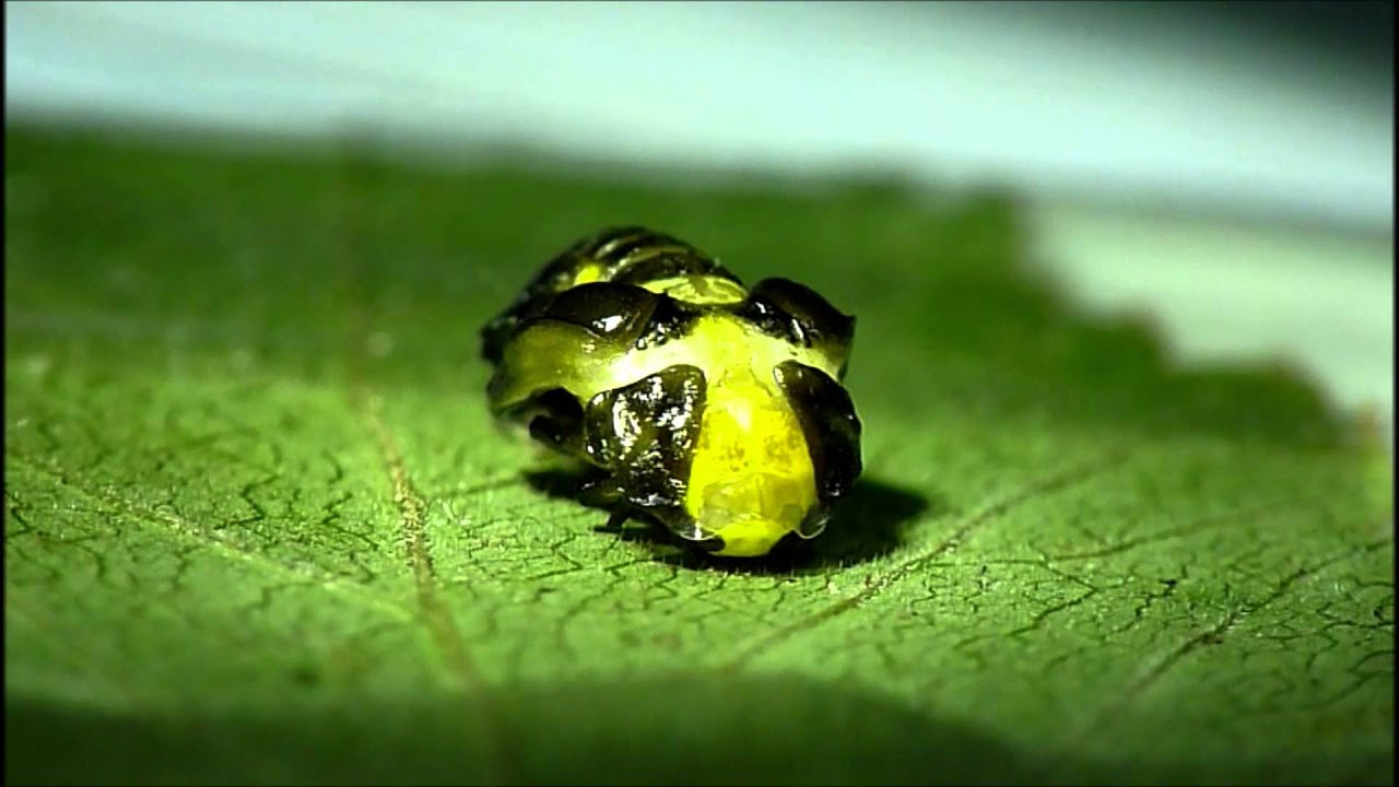 Ladybird Emerging  Music by Banco de Gaia