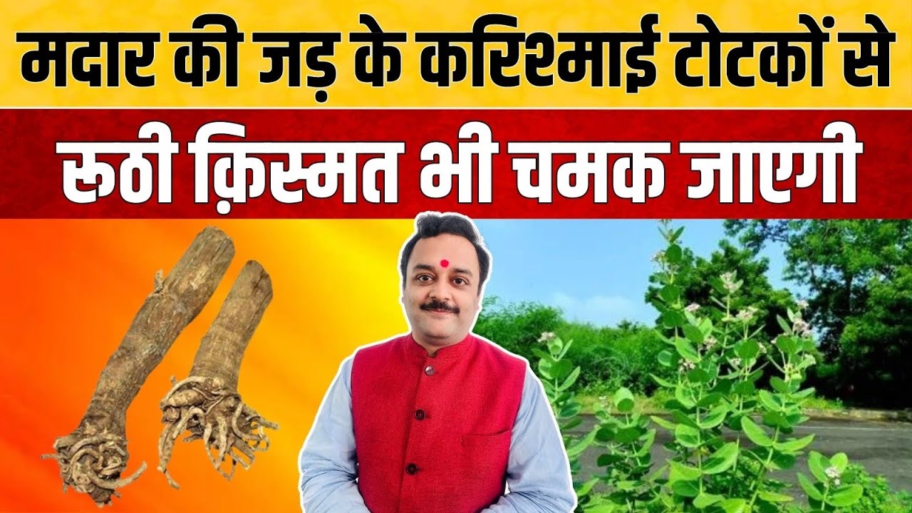 आक की जड़ से करें चमत्कारी उपाय, होगा धन लाभ चमकेगी किस्मत, मदार की जड़ के उपाय, Aak Ki Jad Ka Totka