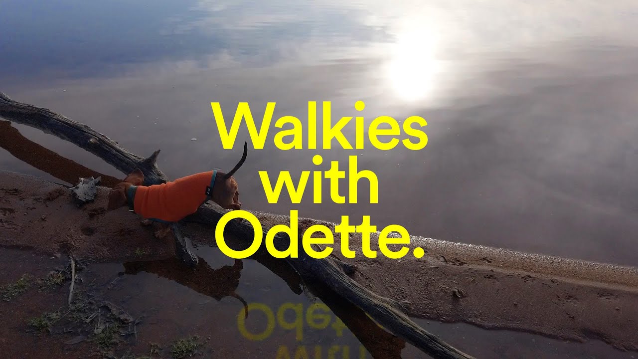 Walkies by the lake with Odette the mini dachshund