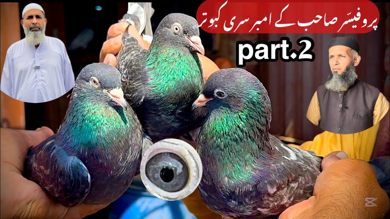 Ambersari kabootar || @amjadaliofficial528
