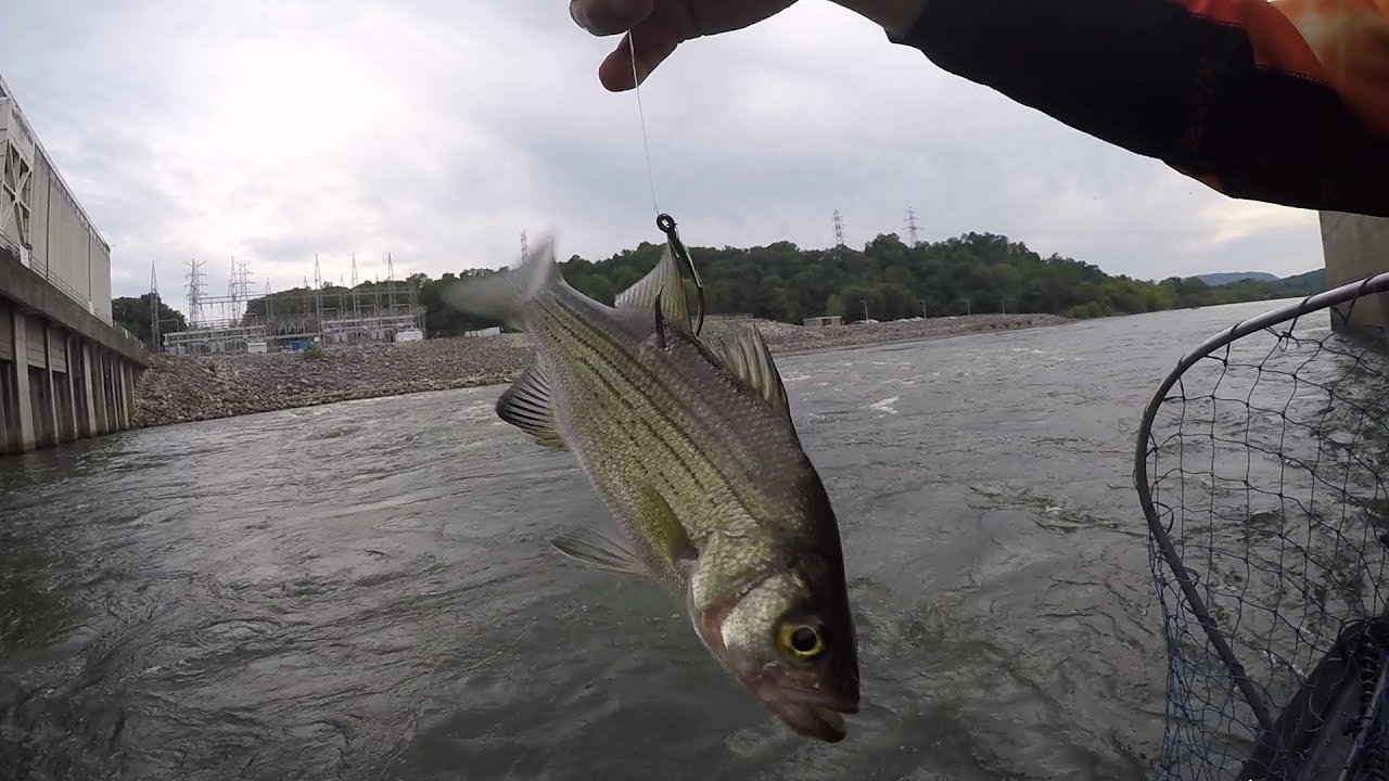 Catching Flathead Catfish On LIVE White Bass In VIOLENT Waters!