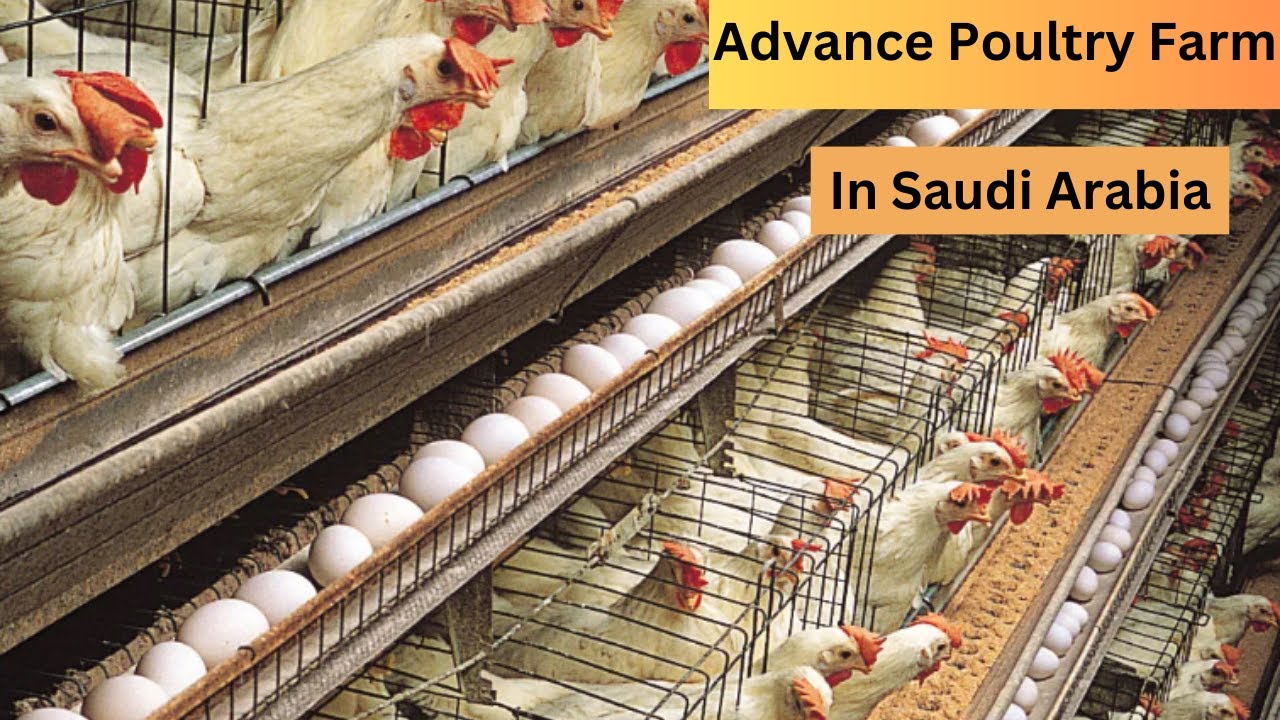 Advance Poultry Farm Business In Saudi Arabia || Chicken Farming In Arabic Country